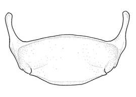  Anthidium paroselae  male, diagram showing ventral view of sixth sternum (S6), diagram from Gonzalez and Griswold 2013 
